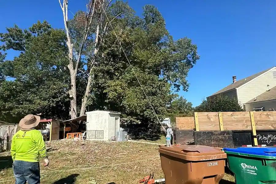 Reliable Tree Expert in Richmond, VA Reliable Tree Expert in Richmond, VA