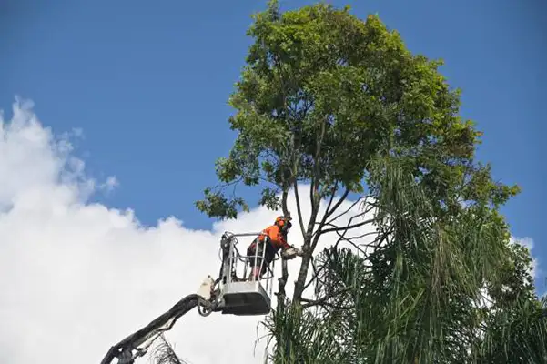 Tree Felling Tree Felling