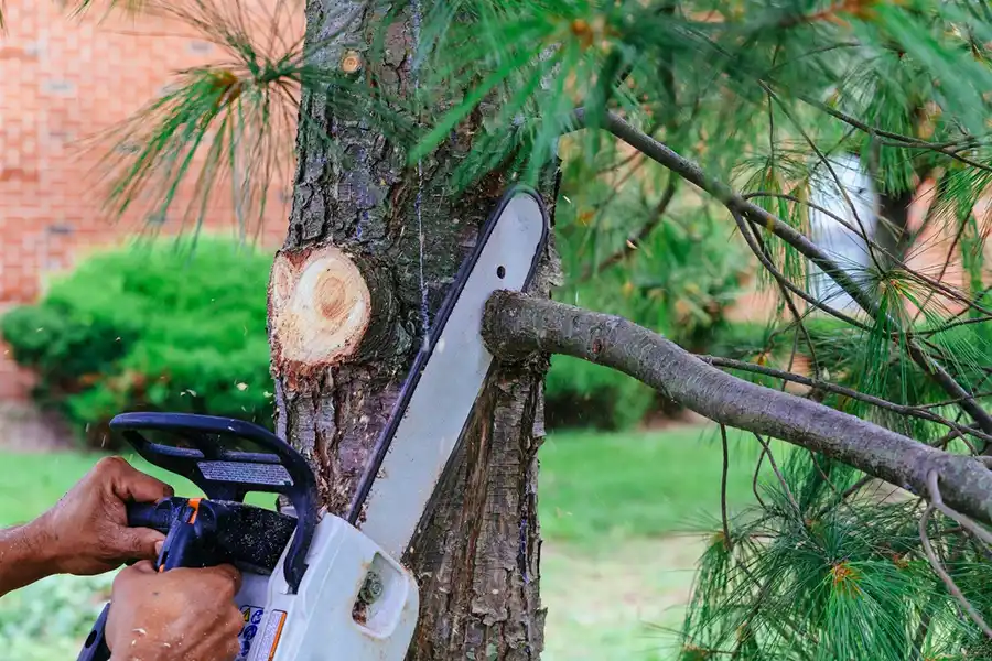 Tree Pruning Service Tree Pruning Service
