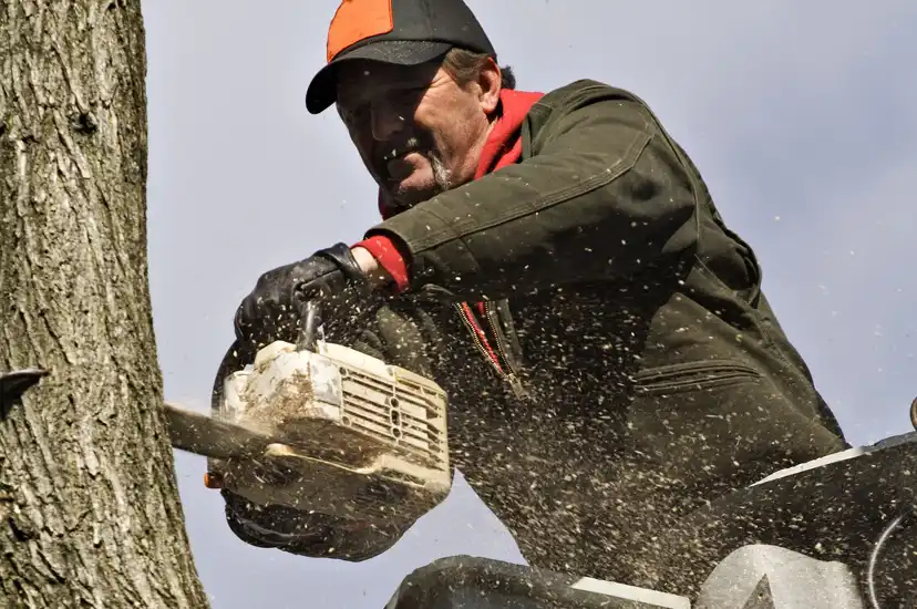 Tree Removal Service Tree Removal Service