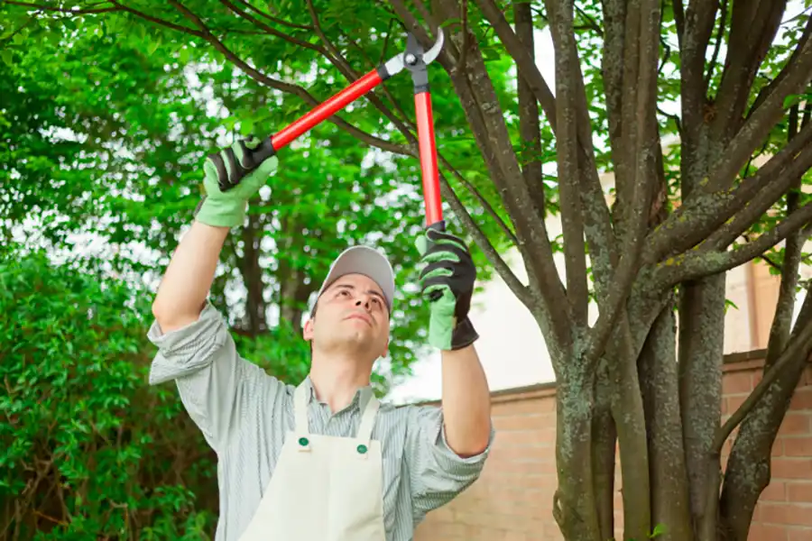 Tree Trimming Service Tree Trimming Service