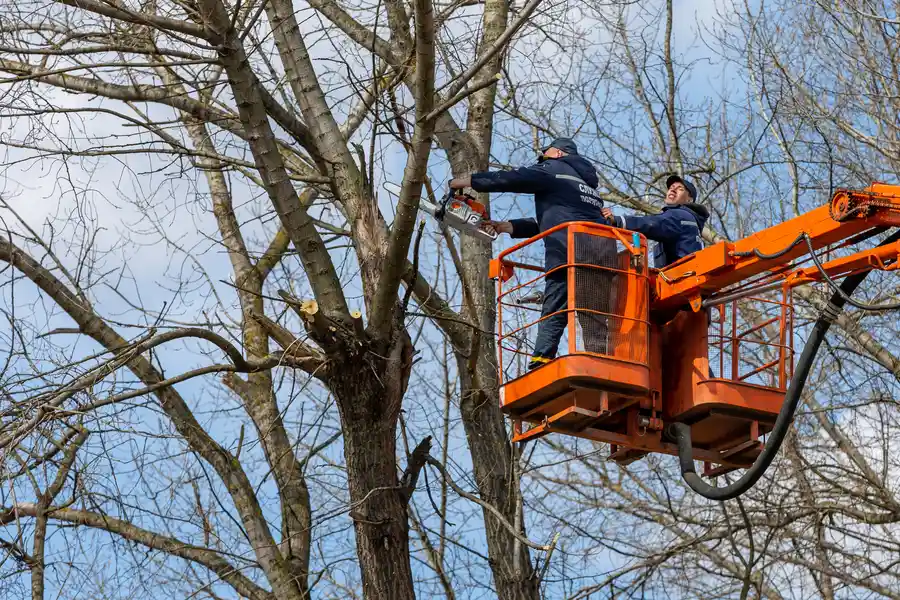 Excellent Tree Removal Service Richmond, VA Excellent Tree Removal Service Richmond, VA