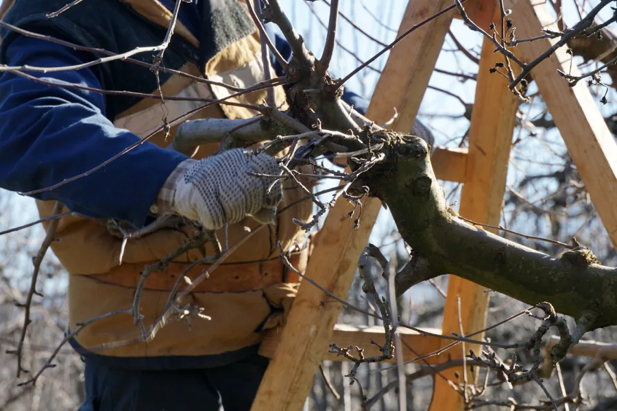 Experienced Tree Pruning Service Richmond, VA Experienced Tree Pruning Service Richmond, VA