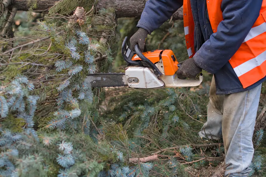Expert Tree Removal Service Richmond, VA Expert Tree Removal Service Richmond, VA