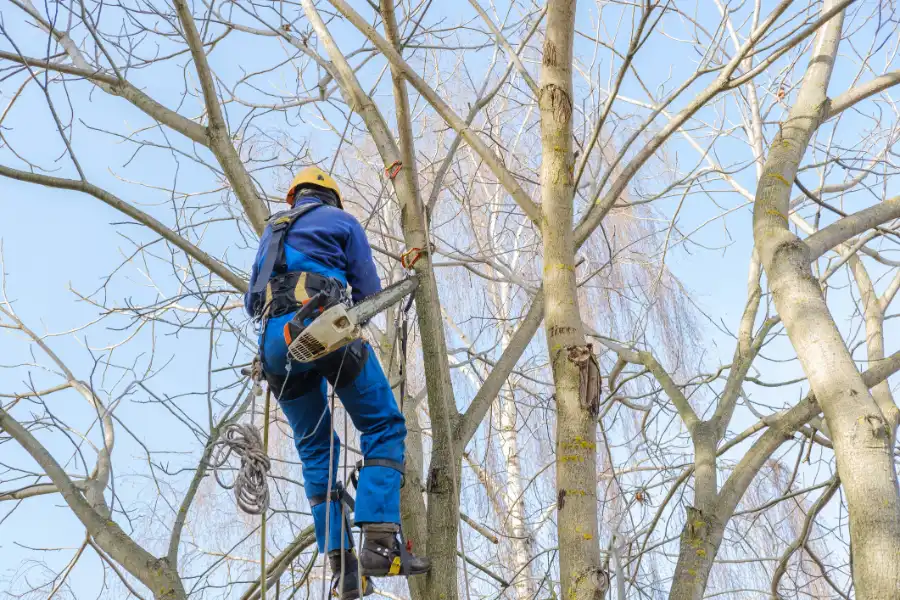 How Tree Felling Prevents Property Damage Richmond, VA How Tree Felling Prevents Property Damage Richmond, VA