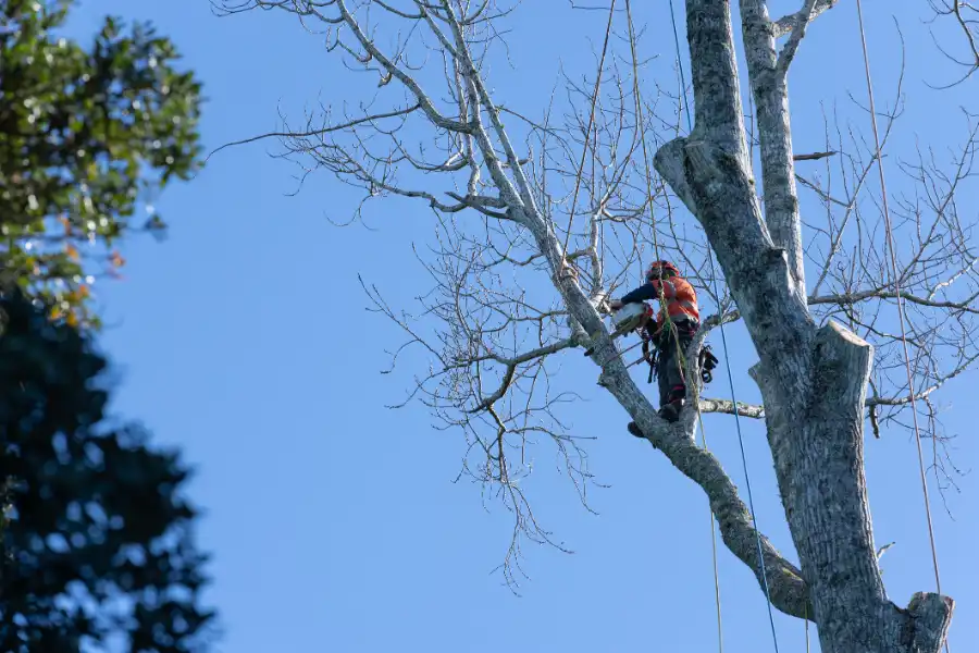 How Tree Felling Prevents Property Damage in Richmond, VA How Tree Felling Prevents Property Damage in Richmond, VA