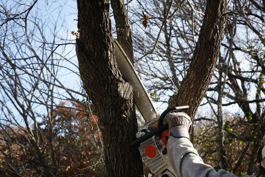 Key Benefits Of Hiring Licensed Tree Removal Professionals Richmond, VA Key Benefits Of Hiring Licensed Tree Removal Professionals Richmond, VA