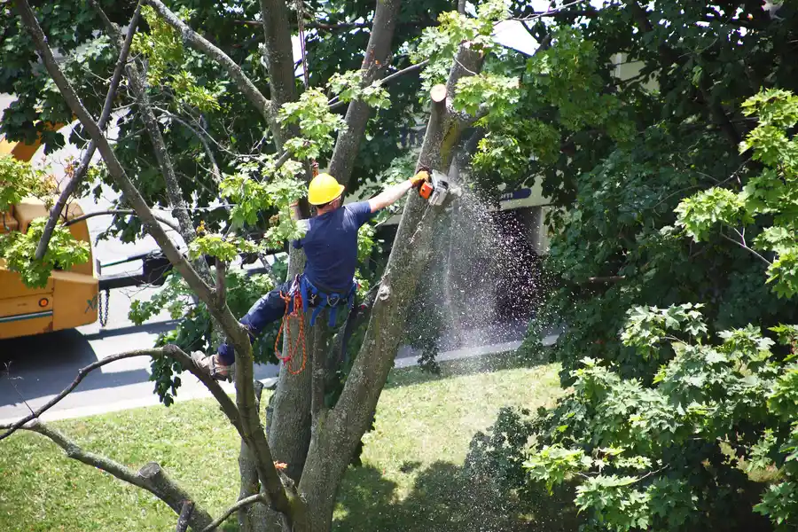 Key Benefits Of Hiring Licensed Tree Removal Professionals in Richmond, VA Key Benefits Of Hiring Licensed Tree Removal Professionals in Richmond, VA