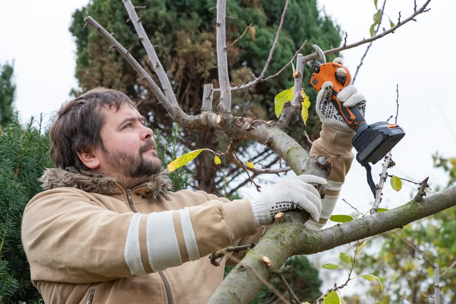 Local Tree Pruning Service Richmond, VA Local Tree Pruning Service Richmond, VA
