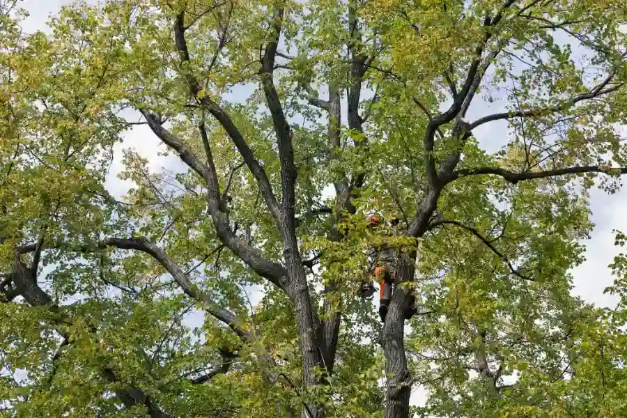 Top-rated Tree Felling Richmond, VA Top-rated Tree Felling Richmond, VA