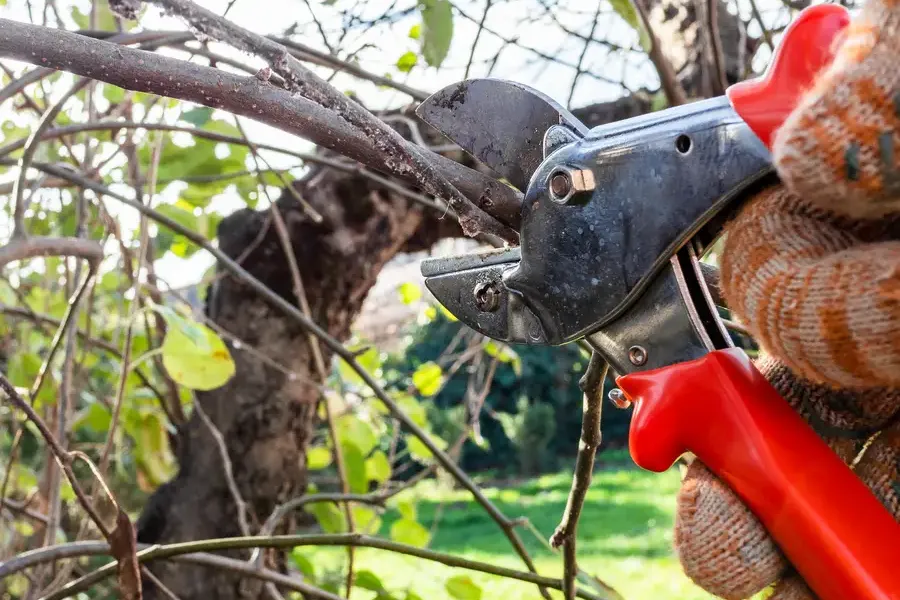 Top-rated Tree Pruning Service Richmond, VA Top-rated Tree Pruning Service Richmond, VA