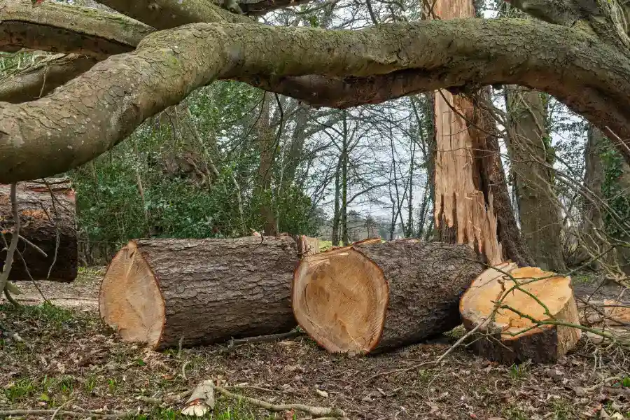 Tree Felling and Its Role in Landscape Renewal in Richmond, VA Tree Felling and Its Role in Landscape Renewal in Richmond, VA