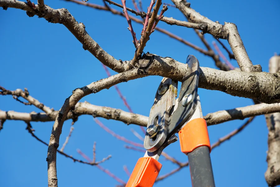 Why Regular Tree Pruning Service Improves Sunlight And Airflow Richmond, VA Why Regular Tree Pruning Service Improves Sunlight And Airflow Richmond, VA